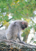 27th Jun 2014 - Pensive Primate