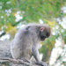 Pensive Primate by alophoto