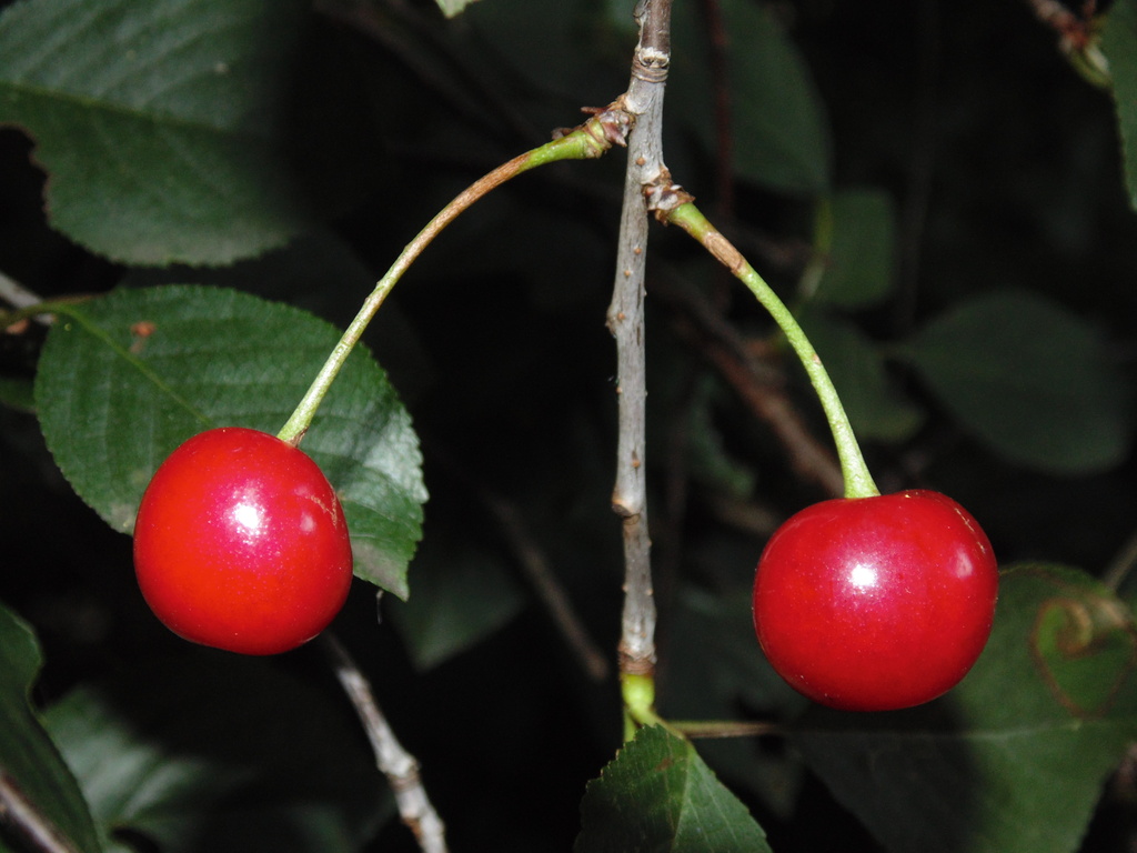 cherries :) by justaspark
