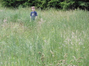 22nd Jun 2014 - Tall Grass