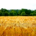 Wheat  by cocobella