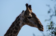 25th Jun 2014 - Giraffe
