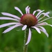 Echinacea Pallida by cailts