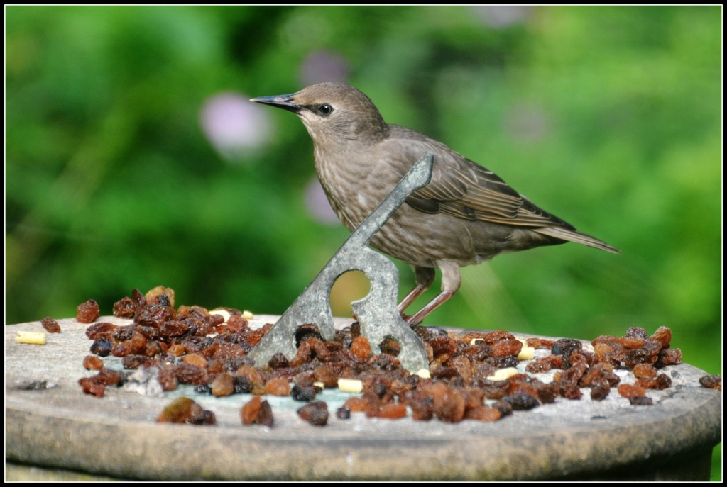 Young starling having breakfast by rosiekind