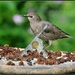 Young starling having breakfast by rosiekind