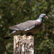 25th Jun 2014 - Wood pigeon - 25-06