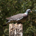 Wood pigeon - 25-06 by barrowlane