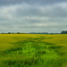 Fields by jayberg