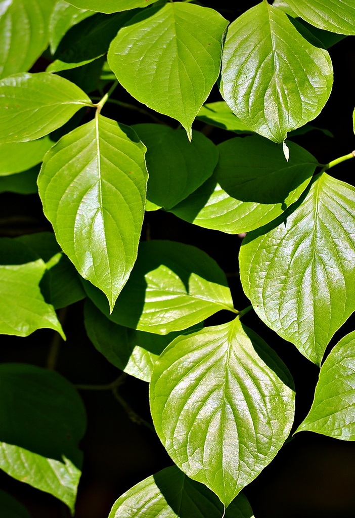 Light and Shadows on Leaves  by soboy5