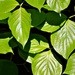 Light and Shadows on Leaves  by soboy5