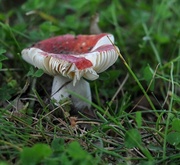25th Jun 2014 - Another day of pinkish mushrooms!