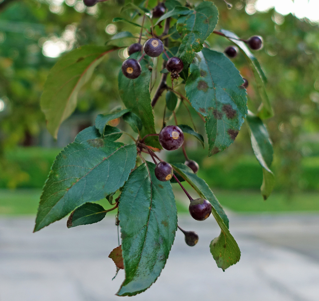 Fruit Tree by rminer