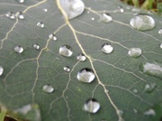 25th Jun 2014 - Raindrops