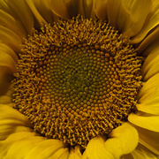 25th Jun 2014 - Sunflower