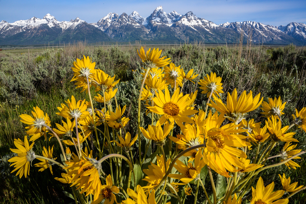Balsamroot flowers and The Tetons  by kathyladley