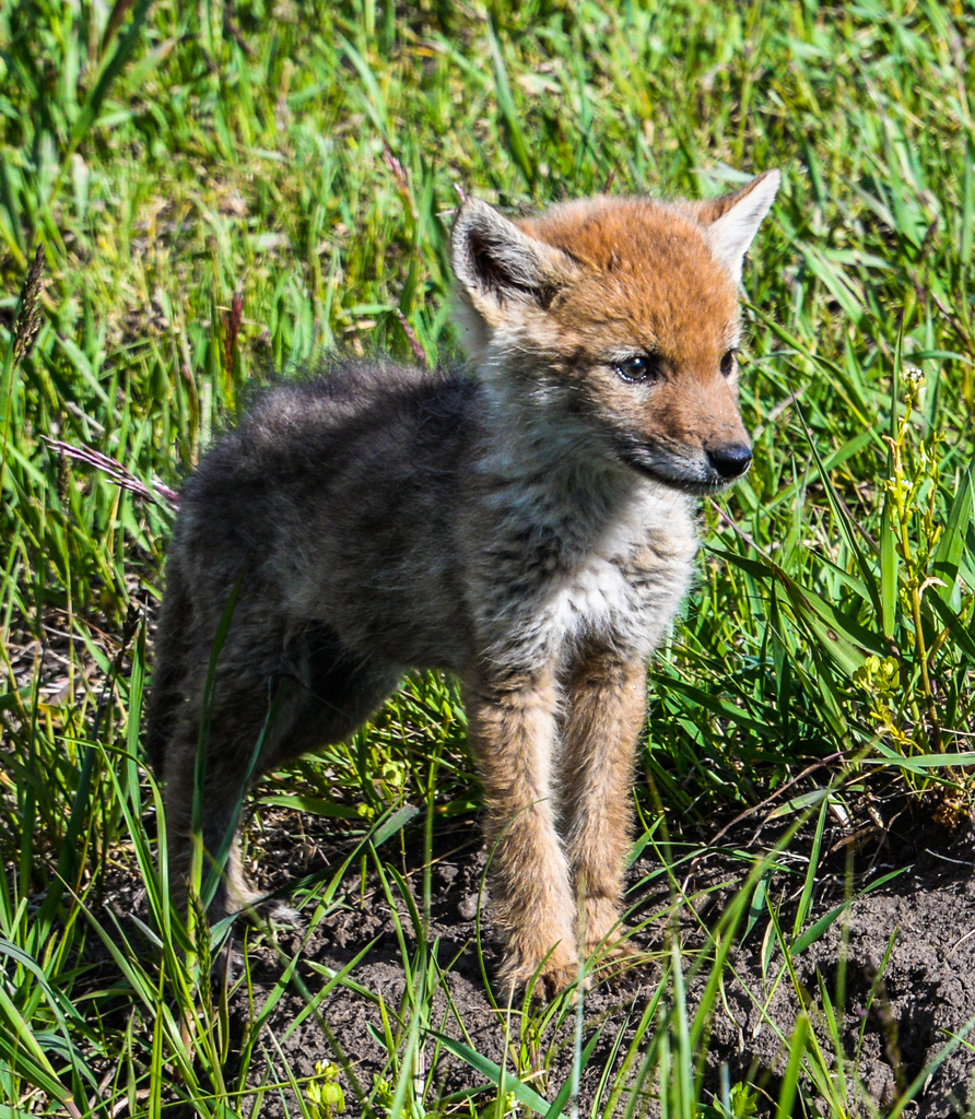 Coyote Pup by kathyladley