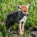 Coyote Pup by kathyladley