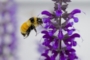 25th Jun 2014 - Hovering By a Yummy Purple Flower