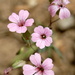 Little Pink Flowers by genealogygenie