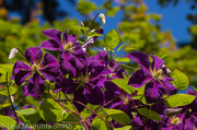 25th Jun 2014 - Clematis are blooming! 