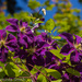 Clematis are blooming!  by princessleia