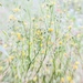 Meadow Flowers.... by shepherdmanswife