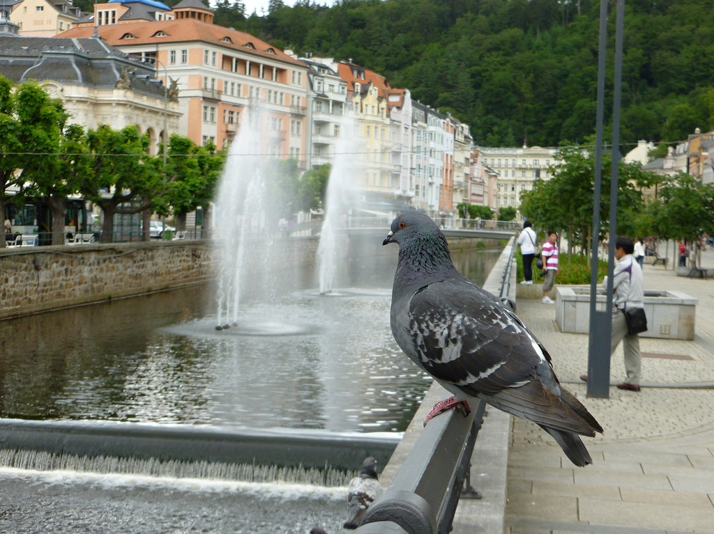 Pigeon! by gabis