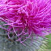 For Me ....(Thistle Head) by motherjane