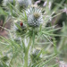Lady Bird and Thistle by motherjane