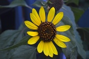 21st Jun 2014 - Sunflower