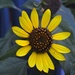 Sunflower by congaree
