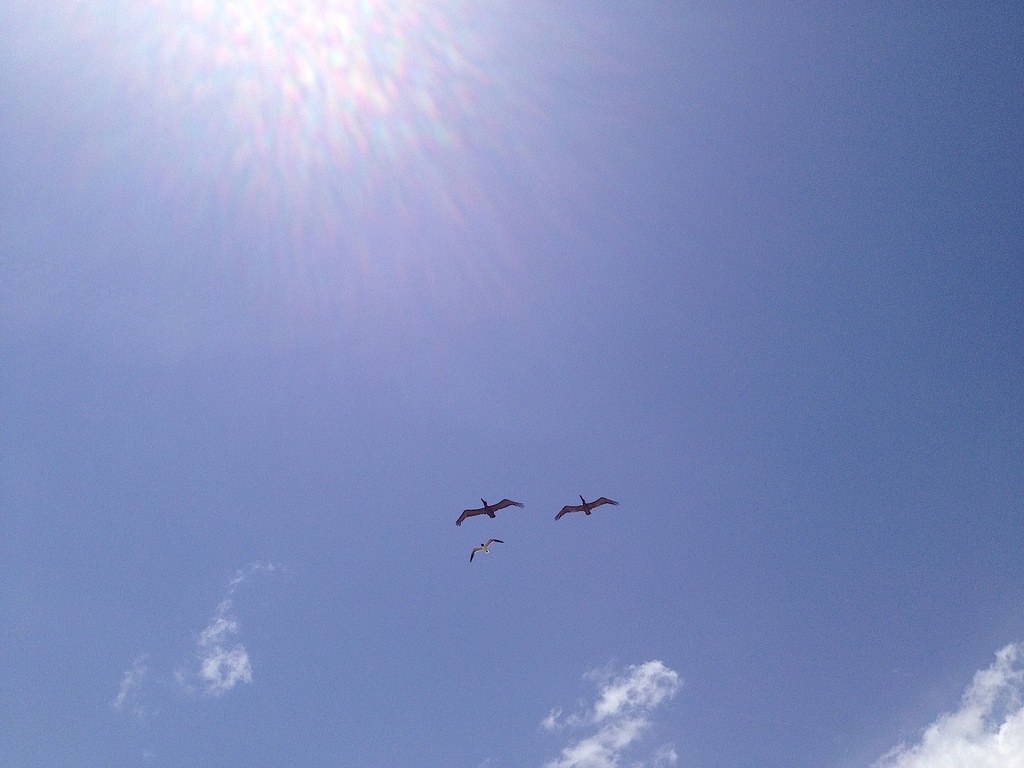 Pelicans by congaree