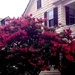 Classic crepe myrtle tree in full summer bloom by congaree