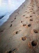 28th Dec 2013 - Footprints