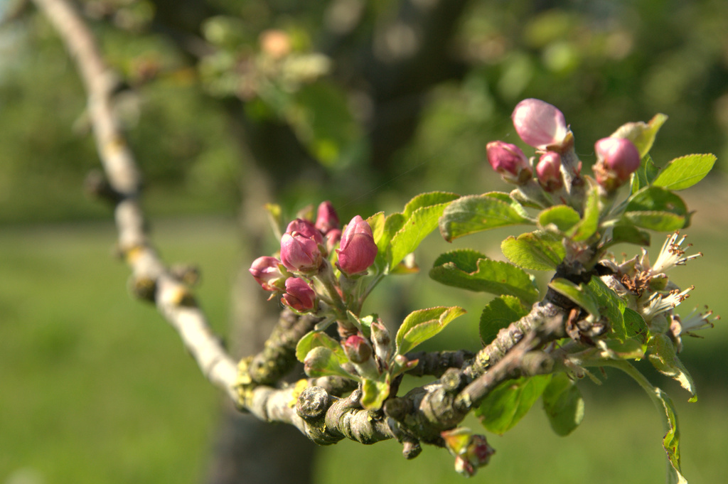 Apple tree about to blossom by overalvandaan