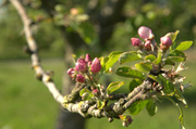 15th May 2014 - Apple tree about to blossom