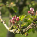 Apple tree about to blossom by overalvandaan