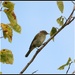 Garden warbler by rosiekind
