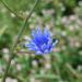 Blue Wildflower by rminer