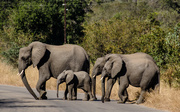 26th Jun 2014 - Elephant Family