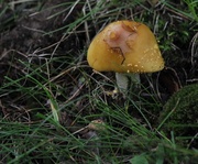 26th Jun 2014 - Yellow mushroom