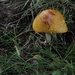 Yellow mushroom by loweygrace