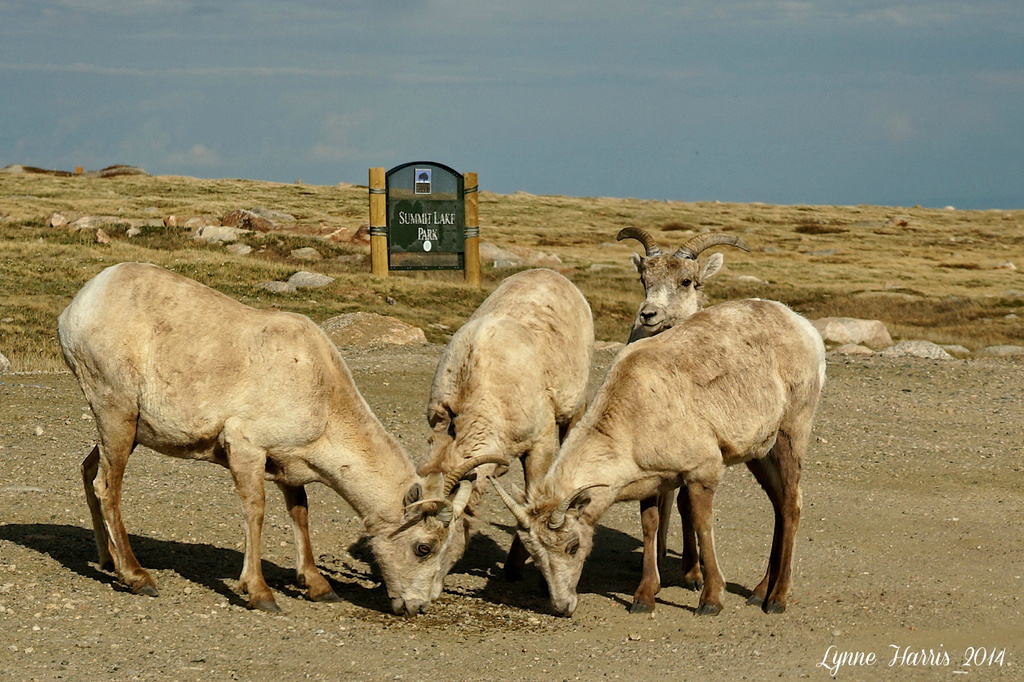 Big Horn Sheep by lynne5477