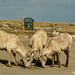Big Horn Sheep by lynne5477