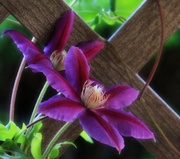 26th Jun 2014 - Clematis