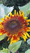 26th Jun 2014 - Jane's sunflower