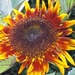 Jane's sunflower by randystreat