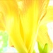 Day Lily Dreams by olivetreeann