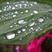 More Water Droplets by selkie