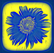 25th Jun 2014 - Yellow and Blue Make Green - Extreme Sunflower